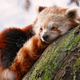 Illustration for article titled Red Pandaren Males Dont Get Fluffy Tails? emWorld of Warcraft/em is Dead to Me